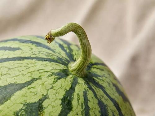 七宝吃瓜,揭秘娱乐圈幕后故事