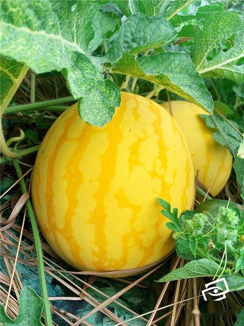 世纪吃瓜,揭秘娱乐圈幕后风云