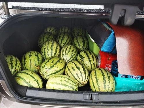 仙月湖 吃瓜,揭秘神秘“吃瓜”事件背后的真相