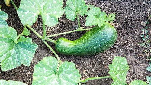 苋菜和瓠瓜可以一起吃吗,健康搭配，美味共享