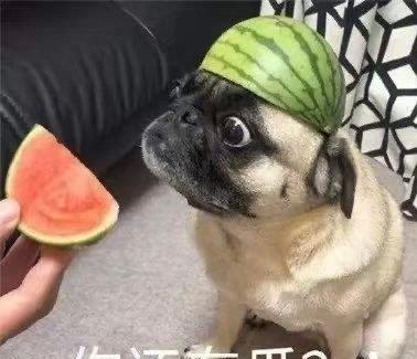 吃瓜歌你是瓜什么瓜