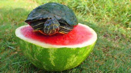 龟龟吃瓜,一场味蕾与自然的邂逅