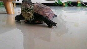 龟龟吃瓜,一场味蕾与自然的邂逅