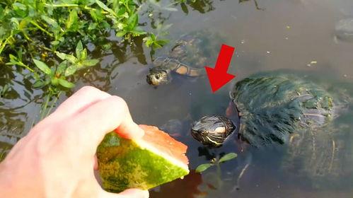 龟龟吃瓜,一场味蕾与自然的邂逅