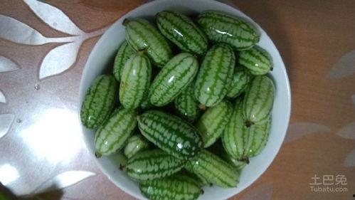 猴王吃瓜说明什么,揭示自然界的智慧与和谐