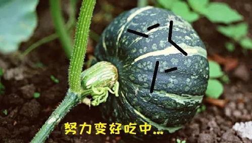 孙子吃瓜真好吃