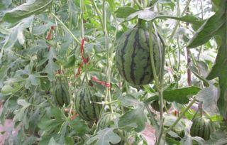 吃药可以吃咸瓜嘛