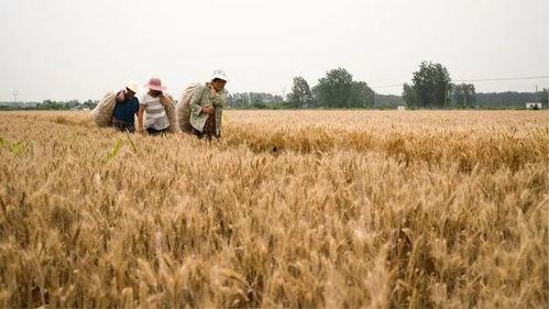 麦田怎么拍照吃瓜,捕捉夏日吃瓜的美好瞬间