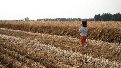 麦田怎么拍照吃瓜,捕捉夏日吃瓜的美好瞬间