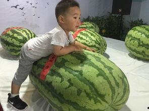 昆山吃瓜事件,一场网络舆论的风暴与反思