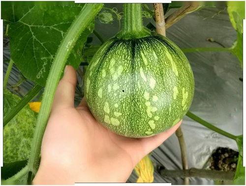 小栋吃瓜,揭秘娱乐圈那些不为人知的幕后故事