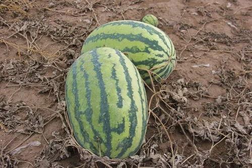 小栋吃瓜,揭秘娱乐圈那些不为人知的幕后故事