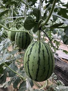 西藏网红吃瓜,揭秘高原美食背后的故事