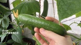 就给我摘瓜吃,摘瓜吃，共享丰收喜悦