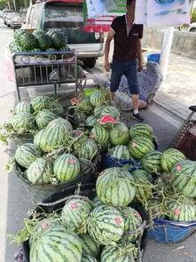 西峡吃瓜事件,一场引发社会热议的网络风波