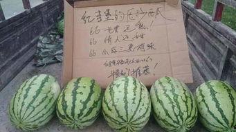 河南罗山吃瓜视频,一场别开生面的乡村美食盛宴