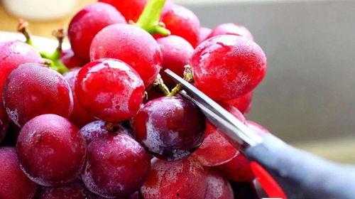 吃毛瓜可以吃葡萄吗,探索两者可否共食的奥秘