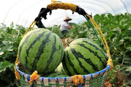 市中区吃瓜,品味夏日甜蜜时光