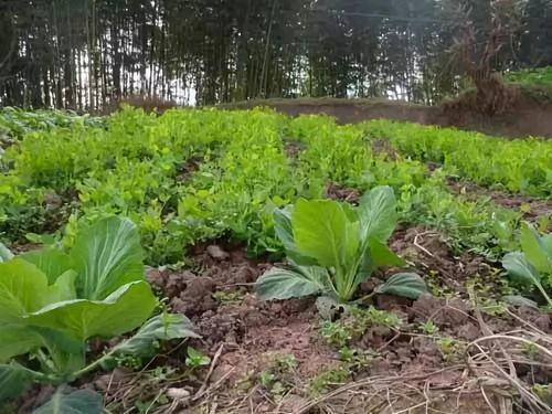 潢川农村吃瓜视频,欢乐时光，瓜香四溢