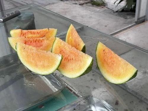 潢川农村吃瓜视频,欢乐时光，瓜香四溢