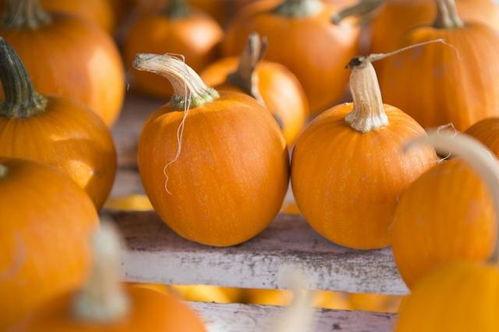 立春吃瓜寓意,寓意吉祥，迎接新春丰收