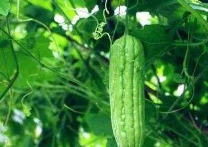 碰瓜吃的图片,一场视觉与味蕾的双重盛宴