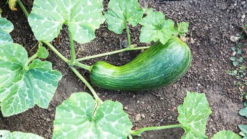 吃瓠瓜好放屁,轻松享受，畅快放屁