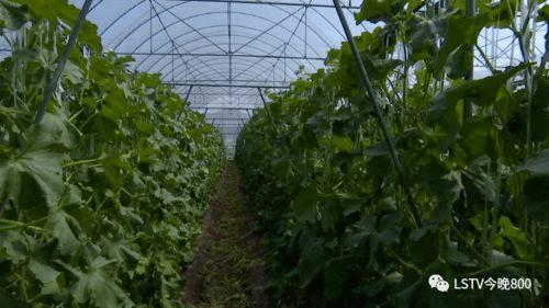 西昌吃瓜了,揭秘背后的真相与影响