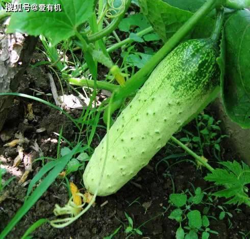 旱瓜可以直接吃嘛,可直接食用的天然美味