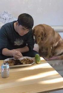 金毛水中吃瓜,金毛犬水中畅享夏日瓜果盛宴