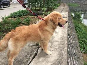 金毛水中吃瓜,金毛犬水中畅享夏日瓜果盛宴
