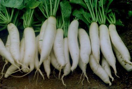 吃中药不让吃瓜和萝卜