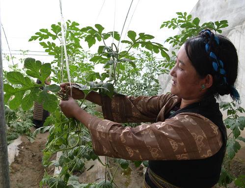 岑岑教姐妹吃瓜,姐妹们一起享受夏日清凉