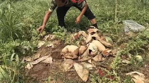 赵县最新吃瓜事件,揭秘网络热议背后的真相