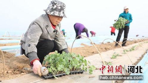 赵县最新吃瓜事件,揭秘网络热议背后的真相