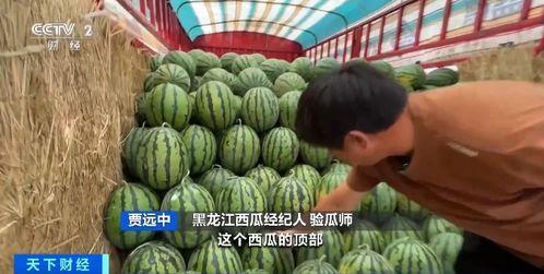 灵丘吃瓜,揭秘当地特色美食背后的故事