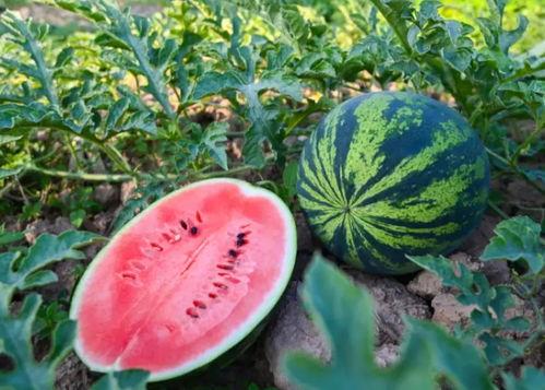 灵丘吃瓜,揭秘当地特色美食背后的故事