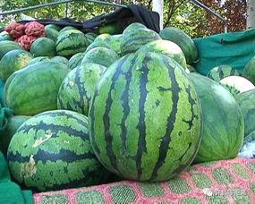 青龙采瓜怎样吃,探寻古法美食的独特风味