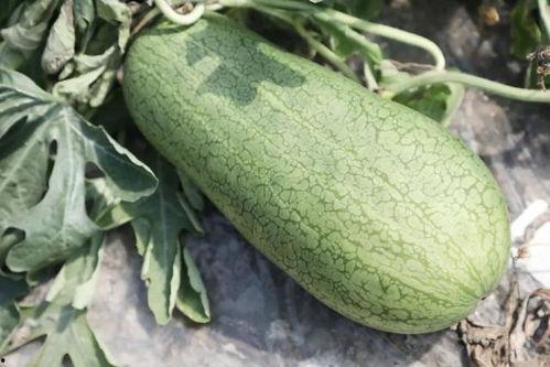 吃瓜在什么季节,吃瓜群众狂欢季