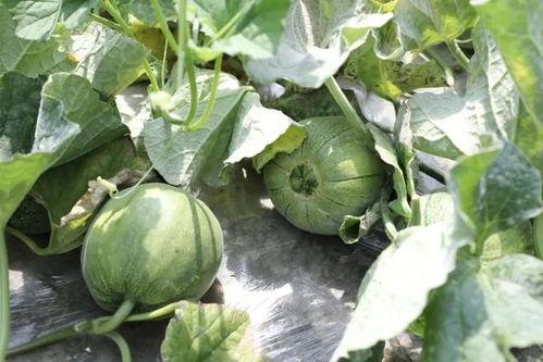 吃瓜在什么季节,吃瓜群众狂欢季