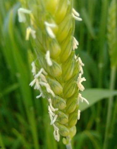 小麦瓜的花怎么吃,花中佳肴的烹饪艺术