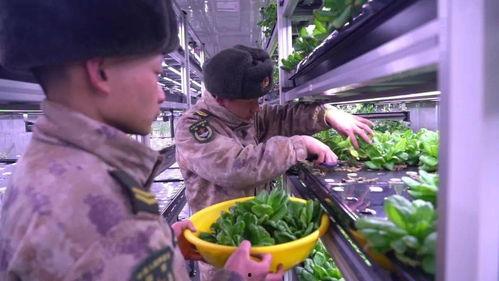 西宁阿爸吃瓜原视频,一场接地气的乡村美食盛宴