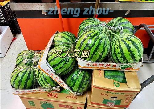 郑州财经吃瓜视频