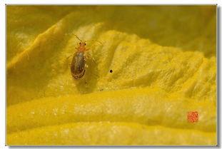 吃瓜的小甲虫,揭秘瓜界那些事儿