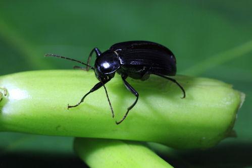 吃瓜的小甲虫,揭秘瓜界那些事儿