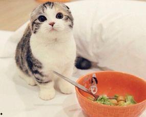 不二猫猫吃瓜,揭秘娱乐圈幕后真相