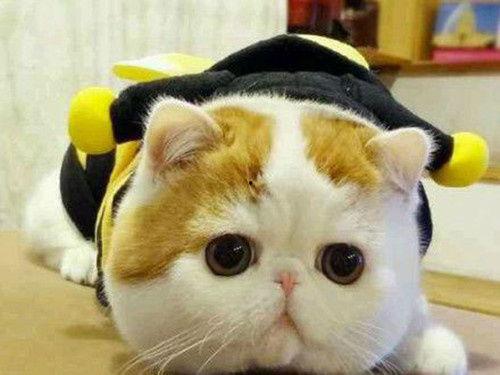 不二猫猫吃瓜,揭秘娱乐圈幕后真相