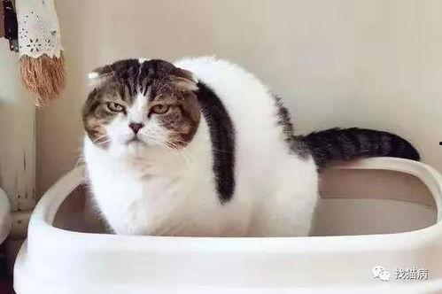 不二猫猫吃瓜,揭秘娱乐圈幕后真相