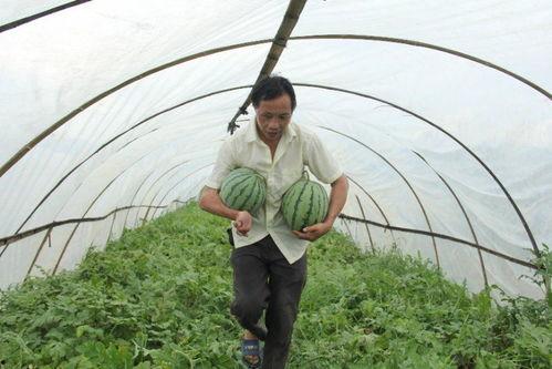 江门吃瓜群,揭秘本地美食圈的热辣故事