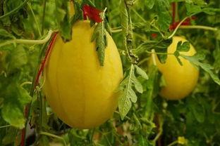 江门吃瓜群,揭秘本地美食圈的热辣故事